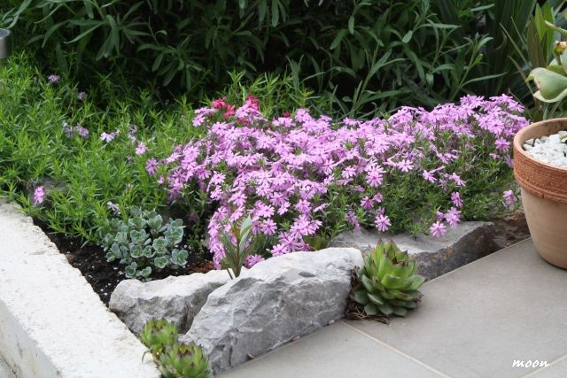 phlox